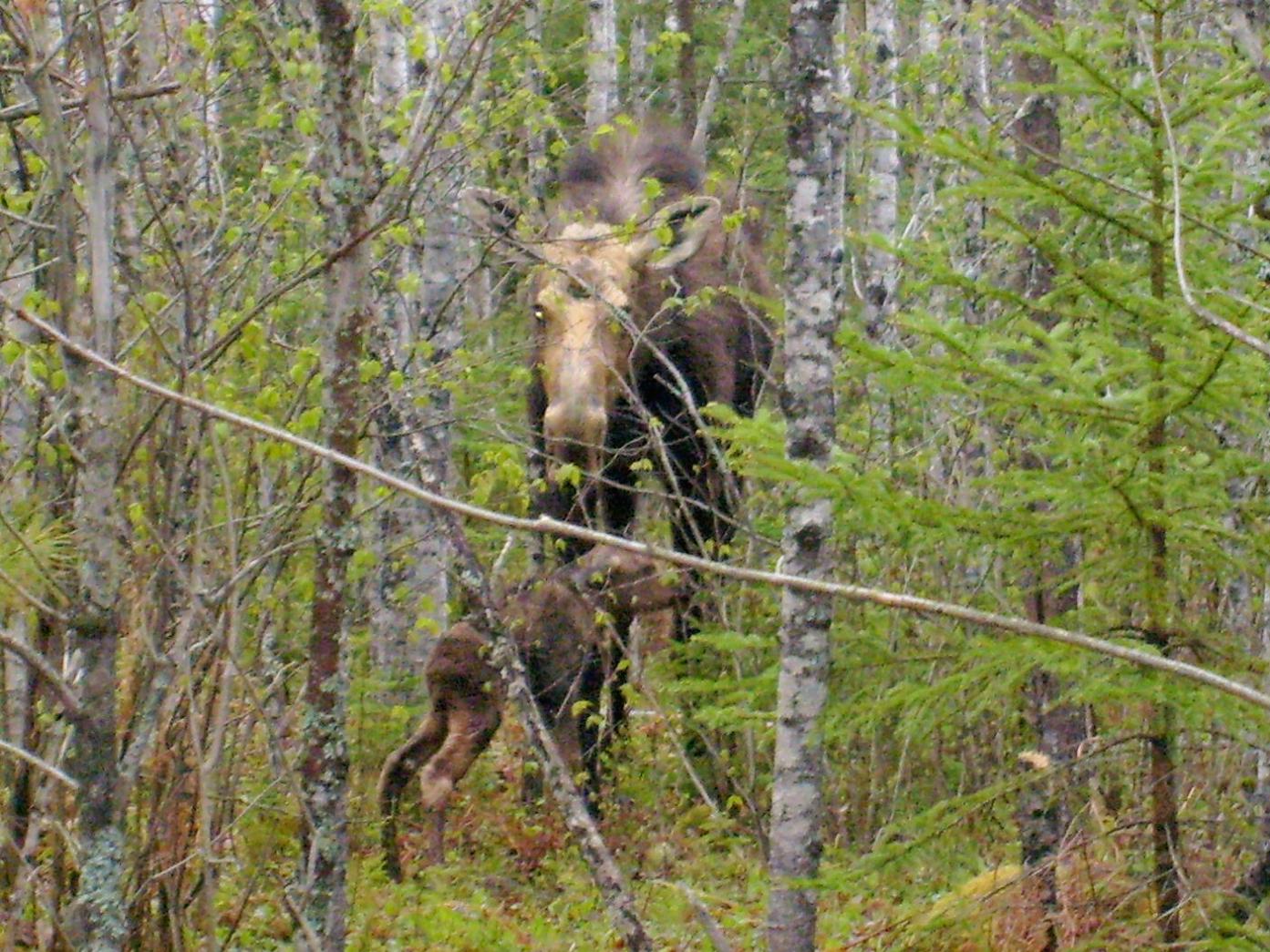 NEW BORN MOOSE